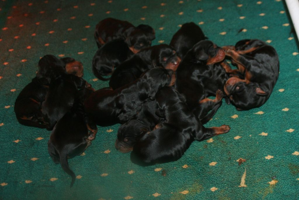 de la Haute Bailly - Naissance de treize chiots, sept mâles et six femelles