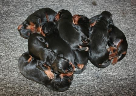 de la Haute Bailly - Naissance de huit chiots, trois mâles et cinq femelles