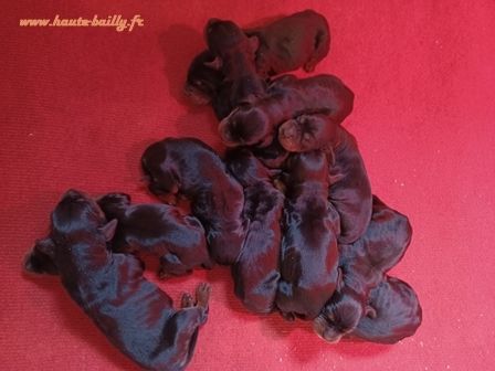 de la Haute Bailly - Naissance de onze chiots, sept femelles et quatre mâles