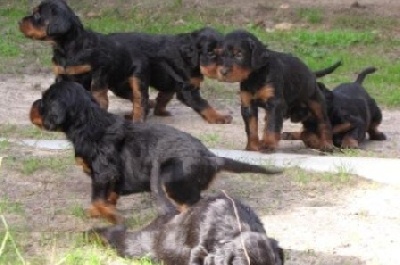 de la Haute Bailly - Chiots Leonardo x Cadix du Clos de la Capitainerie