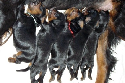 de la Haute Bailly - Chiots Leonardo x Fuchsine des Coteaux du Maine Marreau