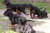  - Chiots Leonardo x Cadix du Clos de la Capitainerie