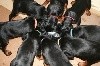  - Chiots Ides de la Capitainerie x Icare de la Haute Bailly, 6 semaines 