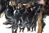  - Chiots Leonardo x Fuchsine des Coteaux du Maine Marreau