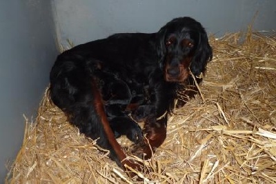 de la Haute Bailly - Chiots Leonardo x Absinthe des Verdiaux