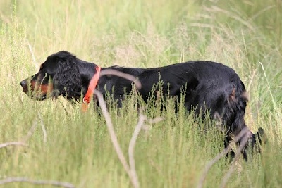 de la Haute Bailly - CACT pour Goodly de la Haute Bailly au Field Printemps Feuges 2013