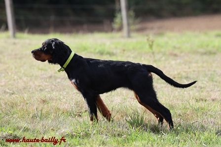 de la Haute Bailly - Txotx de la Haute Bailly, cinq mois, premiers arrêts