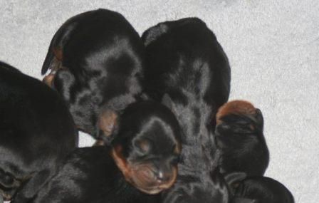 de la Haute Bailly - Chiots Guiness de la Haute Bailly x Tr Celtic Carbon Kochanej Emilki