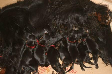 de la Haute Bailly - Mise bas de treize chiots pour Guiness de la Haute Bailly