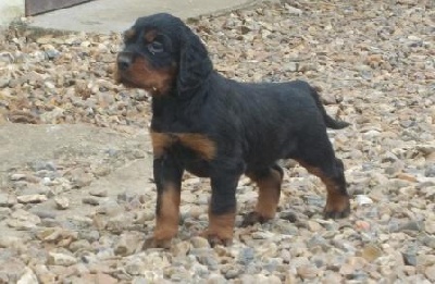 de la Haute Bailly - Chiots Leonardo x Daika de la Vallée des Epinettes