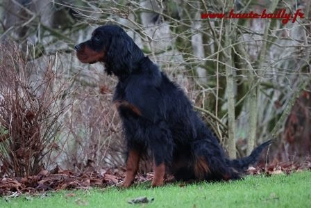 Oak de la Haute Bailly