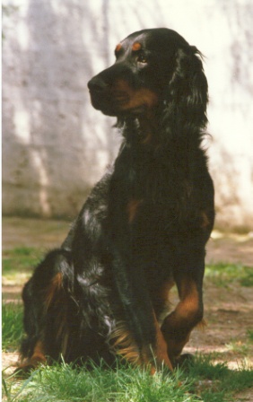 Falk de la Haute Bailly