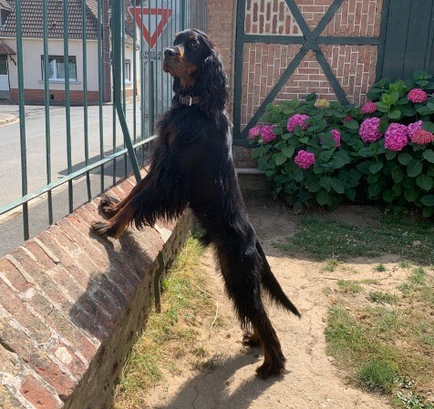 Orban de la Haute Bailly
