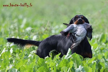 Txotx de la Haute Bailly, quinze mois, entrainement