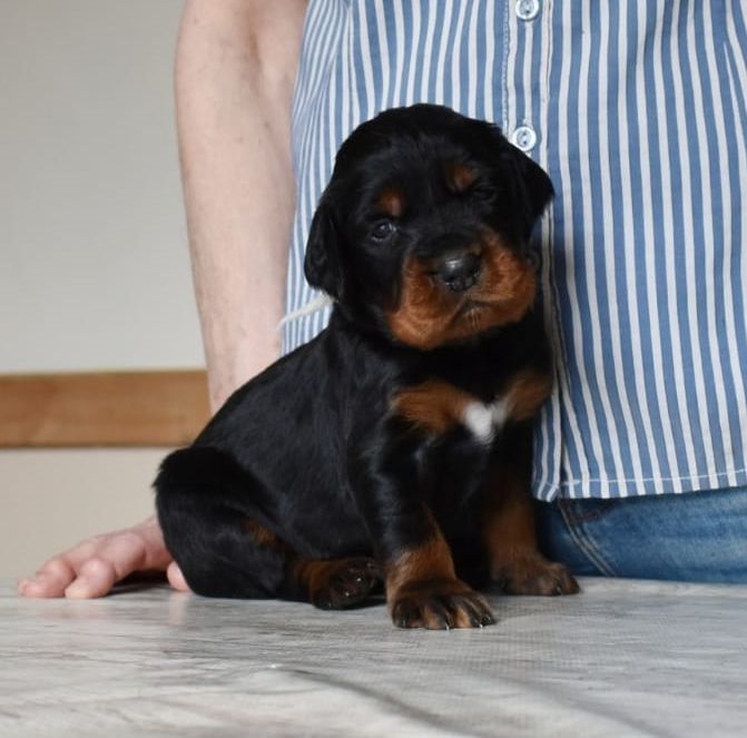 de la Haute Bailly - Première portée de dix chiots pour Pixie en Normandie