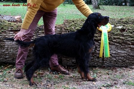 de la Haute Bailly - Oak RCACS RCACIB Exposition Internationale Tarbes 2023