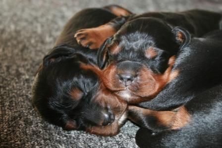 Chiot Setter Gordon de la Haute Bailly