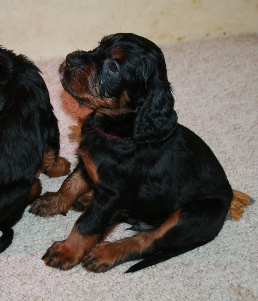 de la Haute Bailly - Setter Gordon - Portée née le 03/11/2019